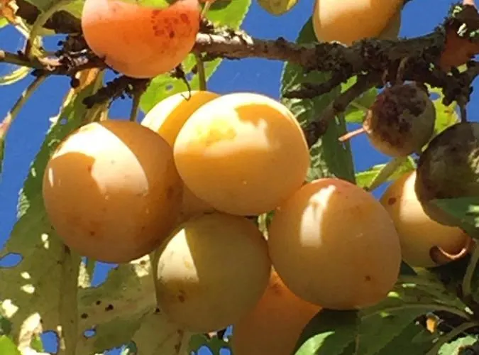 Horská chata Le Flocon Bleu - Mauselaine Avec Vue Sur Le De Gérardmer